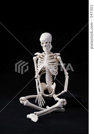 Human skeleton Human skeleton 547301