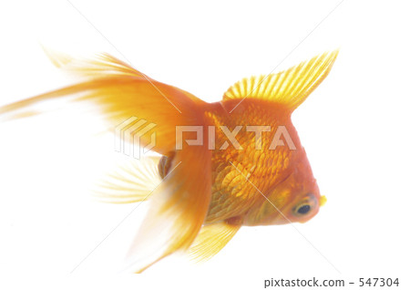 Goldfish Goldfish 547304