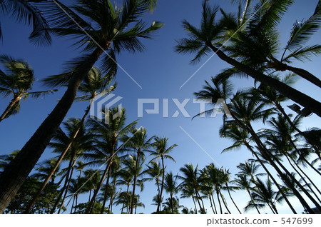 coconut palm, hawaii, foliage plant 547699