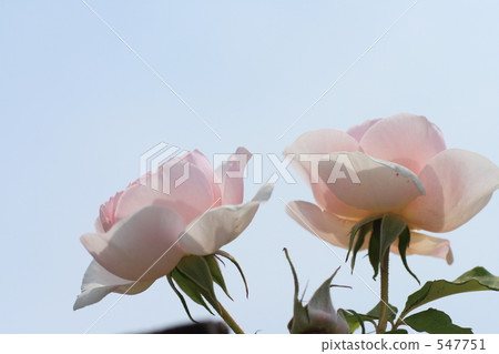 Rose Rose 547751