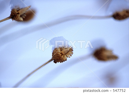 day, fallen snow, cold 547752