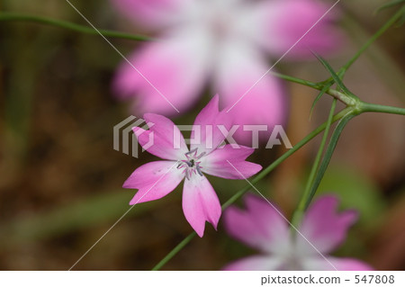 粉紅色的花朵 547808