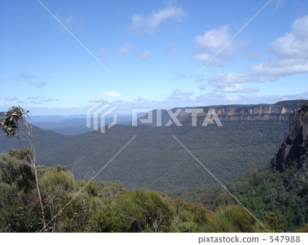 藍山桉樹森林 藍山桉樹森林 547988