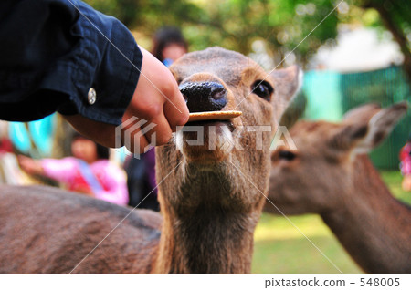 Deer and child Ⅰ 548005