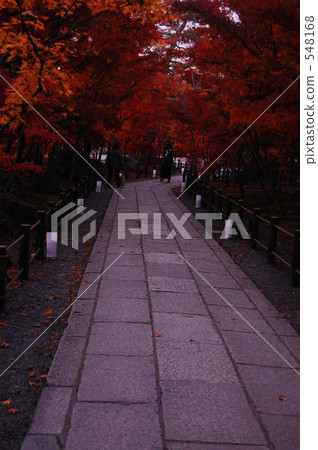 stone pavement, maple, yellow leafe 548168