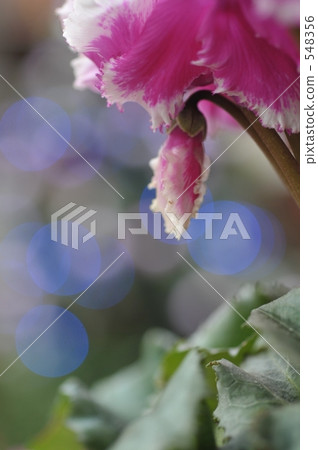 Glittering Cyclamen 548356