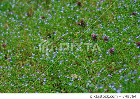 The spring slope is a flower garden The spring slope is a flower garden 548364