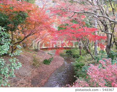 maple, yellow leafe, yufuin 548367