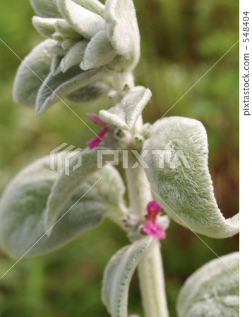 蓬鬆的耳朵 548404