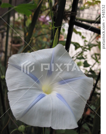 Western morning glory Brewster Western morning glory Brewster 548532