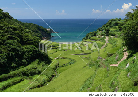 Rice terrace of Hamanoura Rice terrace of Hamanoura 548600