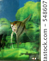Angelfish 548607