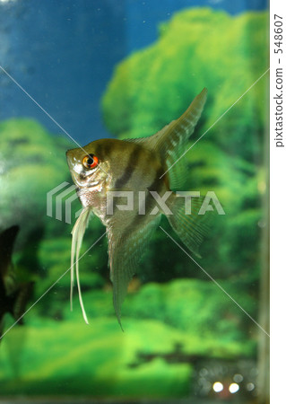 Angelfish Angelfish 548607