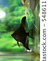 Black Angel 548611