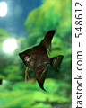 Black Angel 548612