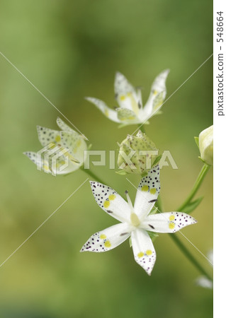 白星花 白星花 548664