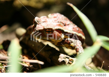 Madoko Madoko's Toad 548680