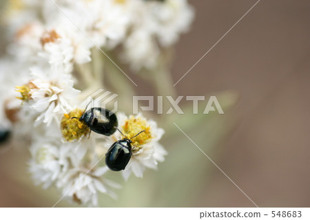 友好的甲蟲日期 友好的甲蟲日期 548683