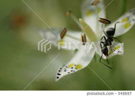 Ali who came sucking honey of Akebonosoh Ali who came sucking honey of Akebonosoh 548697