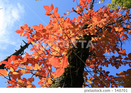 Autumn leaves of poison ivy and blue sky Autumn leaves of poison ivy and blue sky 548701