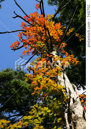 Autumn leaves of poison ivy 548702