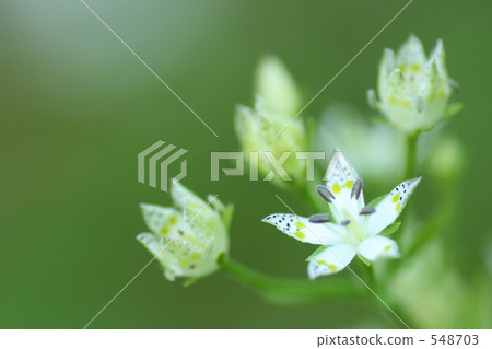 White star flower White star flower 548703