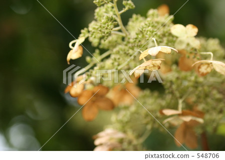 Nori Tsugi冬天去世了 Nori Tsugi冬天去世了 548706