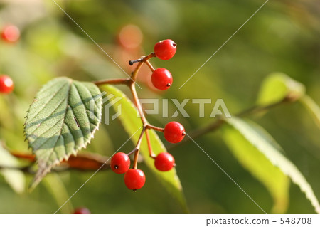 Garb的紅色水果 Garb的紅色水果 548708