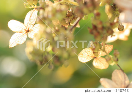 Sepia colored petals 548748