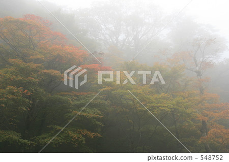 秋葉森林在霧的 548752
