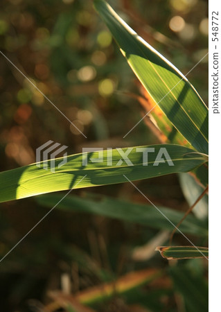 Bamboo leaves on bamboo leaves 548772