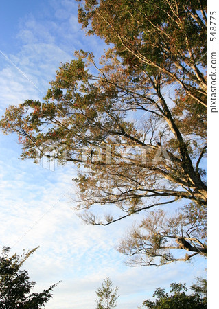 Beech Tree before dusk Beech Tree before dusk 548775