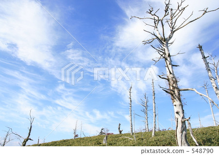 白色死的樹和藍天 548790