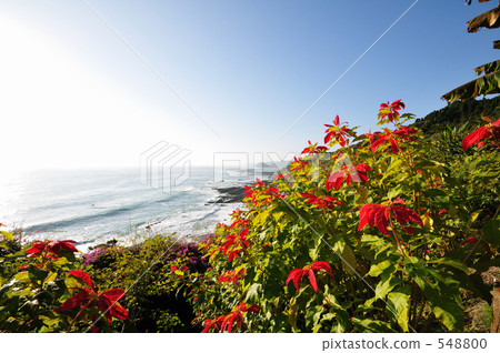 Poinsettia of Horikiri Pass 548800