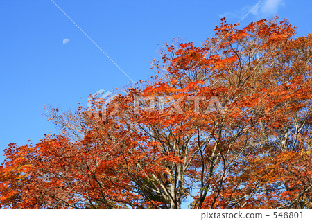 Autumn leaves and blue skies and moon 548801