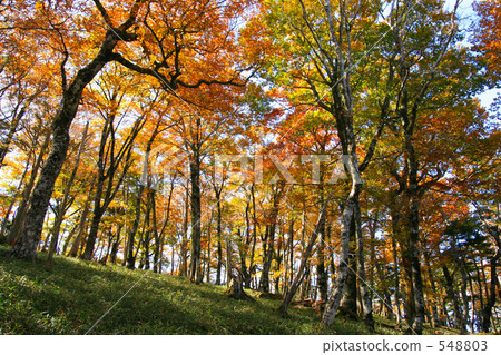 Autumn leaves in hardwood forest Autumn leaves in hardwood forest 548803