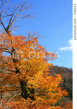Blue sky and autumn leaves 548813