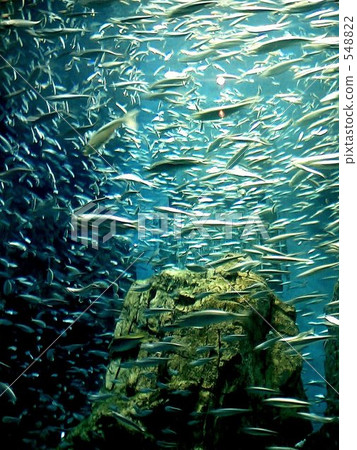 沙丁魚部落 沙丁魚部落 548822