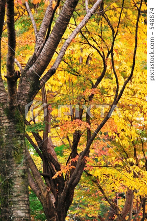 Yellow leaf Yellow leaf 548874