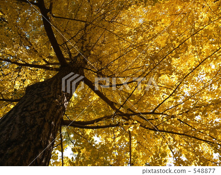 The autumn tale story 32 548877