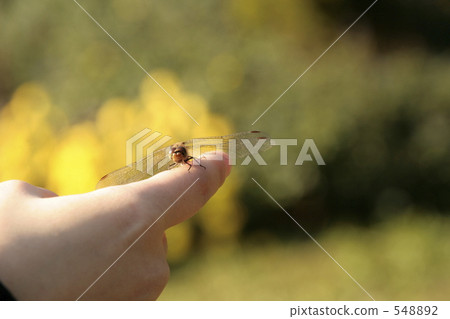 秋天蜻蜓抓住了指尖 秋天蜻蜓抓住了指尖 548892