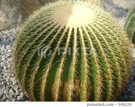 All round thorns ☆ All round thorns ☆ 549226