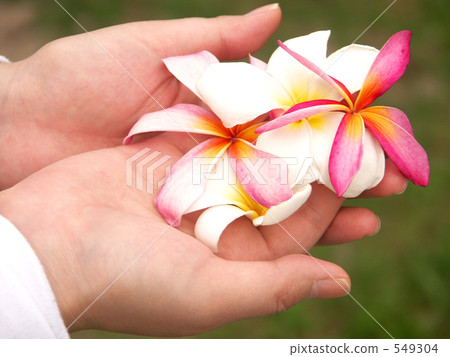 手上的鮮花 549304