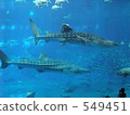 The whale shark of the Churaumi Aquarium 549451