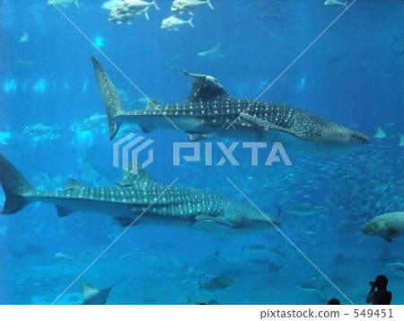 The whale shark of the Churaumi Aquarium 549451