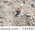 Hermit crab of Naganu Island 549480