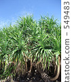 Tropical plant 549483