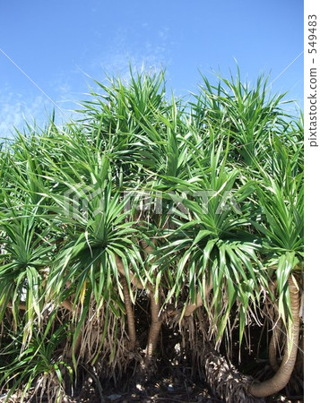 Tropical plant 549483