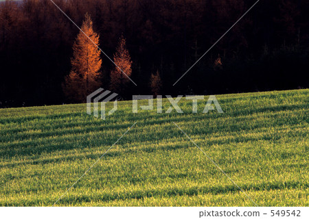 hill, grass field, grassland 549542