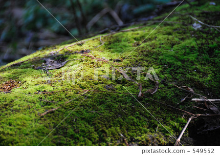 Moss 549552